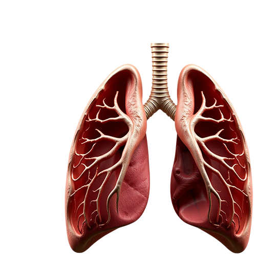 Lungs